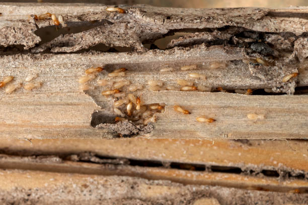 Best Affordable Pest Control Services  in Wilmerding, PA